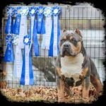 Group logo of American Bullies Florida